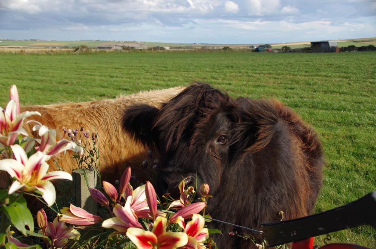 Carrig Lios Bed & Breakfast Thurso Luaran gambar