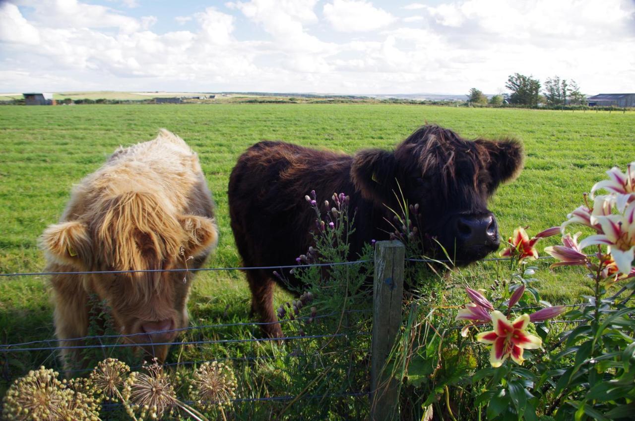 Carrig Lios Bed & Breakfast Thurso Luaran gambar